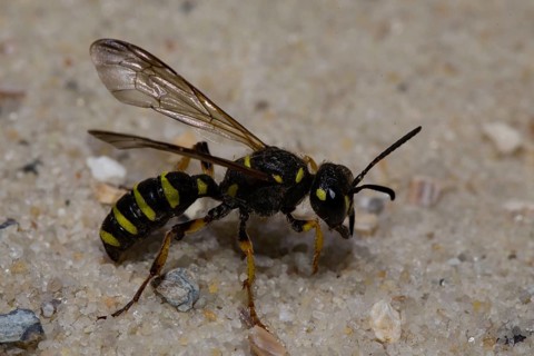 Sand Tailed Digger Wasp (Cerceris arenaria)