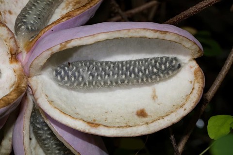 Chocolate (Akebia quinata) vine