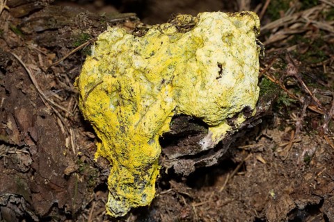 Scrambled egg slime (Fuligo septica)