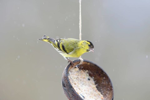 Male Eurasian siskin (Spinus spinus) at feeding place