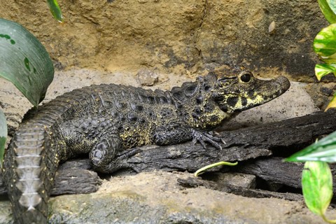 Dwarf crocodile (Osteolaemus tetraspis)