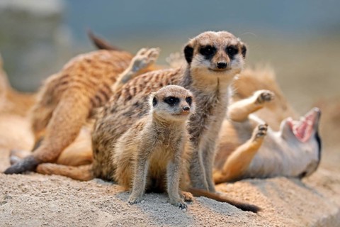 Meerkat (Suricata suricatta)