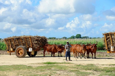 Oxcart