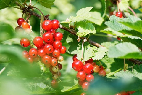 Fruits of the currant (Ribes rubrum)