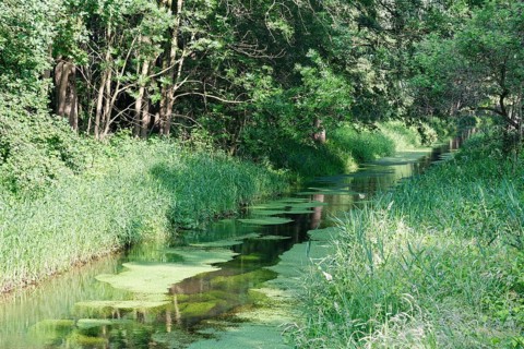 Watercourse through red alder scrub forest (Alnus glutinosa)