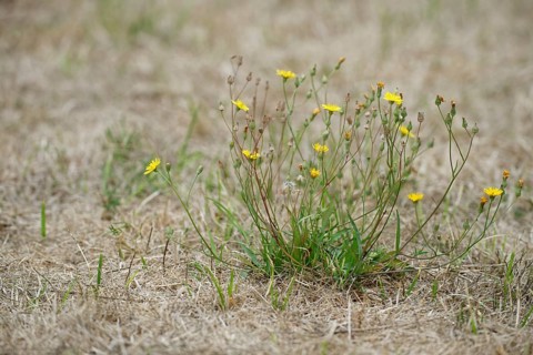 Autumn dandelion (Leontodon autumnalis)