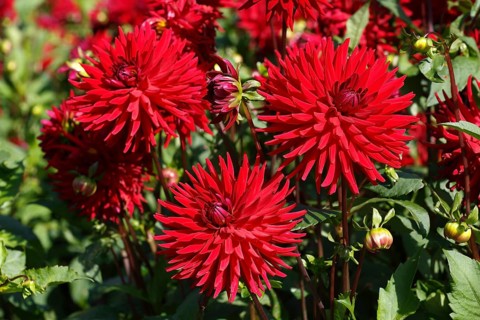 Cactus dahlia