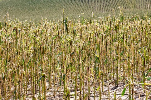 Maize (Zea mays) plants in a field with hail damage after a heavy storm