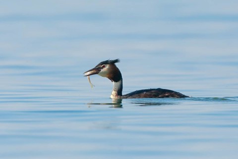 Great Crested Grebe in splendid dress with fish in beak