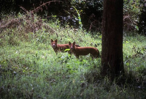 Dhole (cuon alpinus) wild dog in Nagarhole National Park