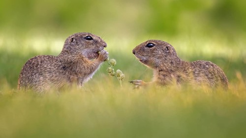 European ground squirrel (Spermophilus citellus) eating grass seeds