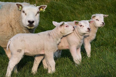Texel sheep