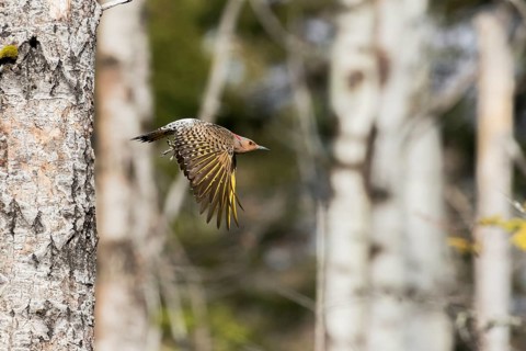 Northern flicker when leaving the nest (Colaptes auratus)