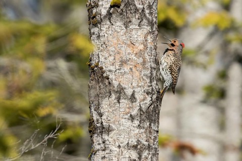 Northern flicker at nest entrance (Colaptes auratus)