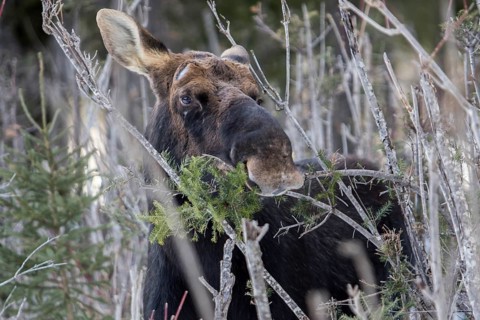 Elk
