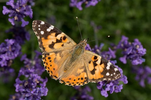 Painted lady (Vanessa cardui)