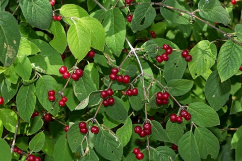 Flying honeysuckle (Lonicera xylosteum)