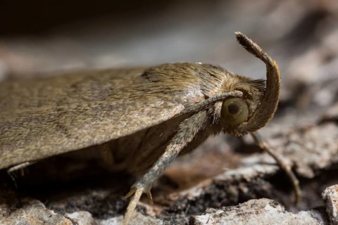 Fan-foot (Zanclognatha tarsipennalis)
