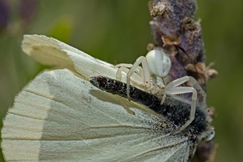 Goldenrod crab spider (Misumena vatia) with captured butterfly