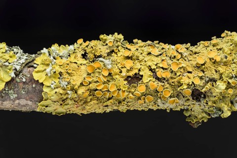 Wall yellow lichen (Xanthoria parietina) (Physia adscendens)