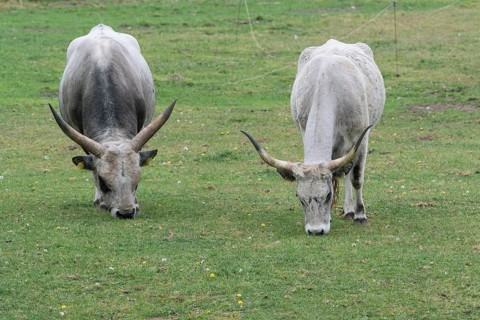 Hungarian steppe cattle