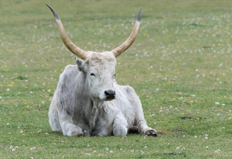 Hungarian steppe cattle