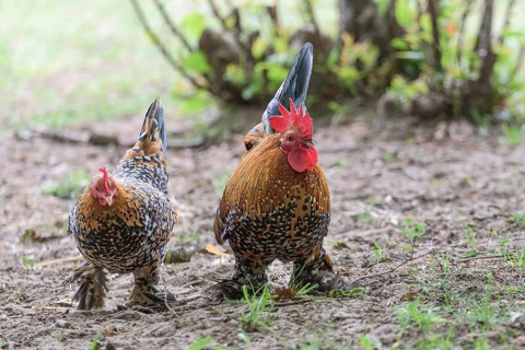 Feather-footed dwarfDomestic Chicken (Gallus gallus domesticus)