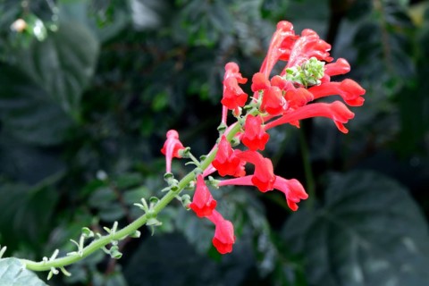 Begonia foliosa Occurrence South America