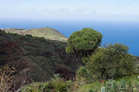 Canary Islands dragon tree (Dracaena draco) Las Tricias