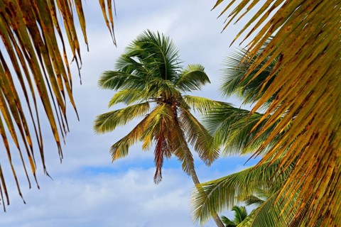 Palm Beach
