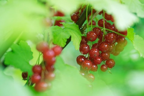 Fruits of the currant (Ribes rubrum)