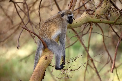 Southern vervet monkey (Chlorocebus pygerythrus)