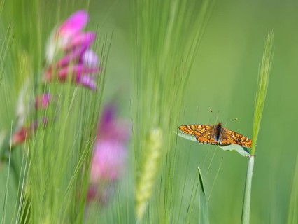 Marsh fritillary (Euphydryas aurinia)