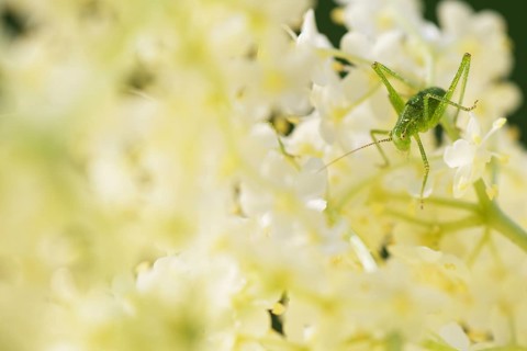 Speckled bush-cricket (Leptophyes punctatissima)