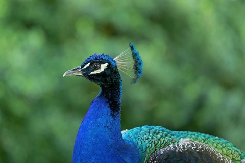 Indian peafowl (Pavo cristatus)