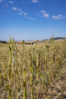 Maize (Zea mays) plants in a field with hail damage after a heavy storm near Schildorn