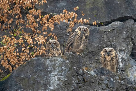 European eagle owls