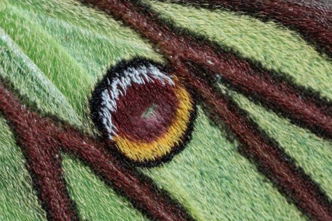 Spanish moon moth (Graellsia isabellae)