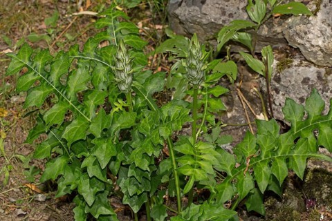 Long-leaved (Acanthus hungaricus) bear's breeches