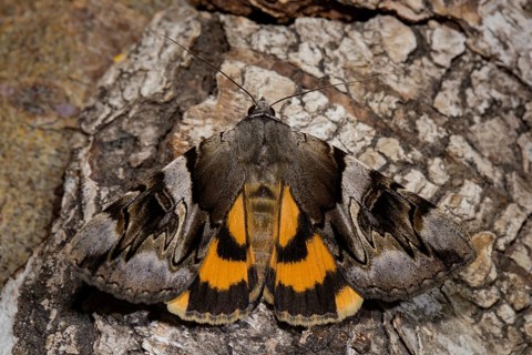 Yellow bands under the wing (Catocala fulminea)