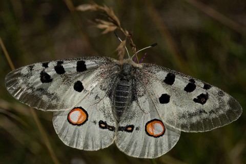 Apollo (Parnassius apollo)