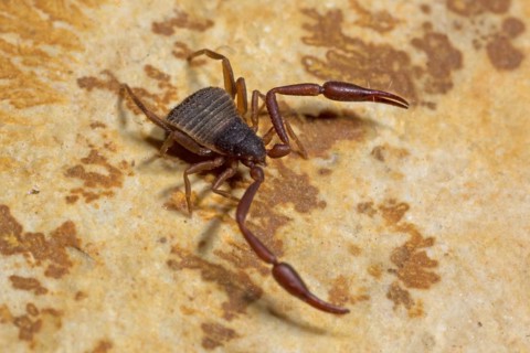House pseudoscorpion (Chelifer cancroides)
