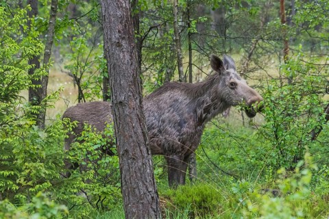 Elk (Alces alces)