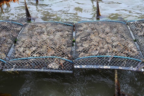 Pacific oyster (Crassostrea gigas)