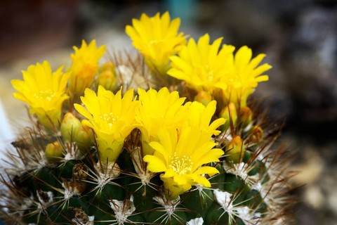 Cactus (Weingartia lanata) Occurrence South America