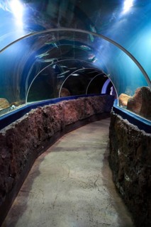 Fish tunnel in the Sylt Aquarium