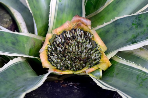 Bromeliad (Edmundoa lindenii)