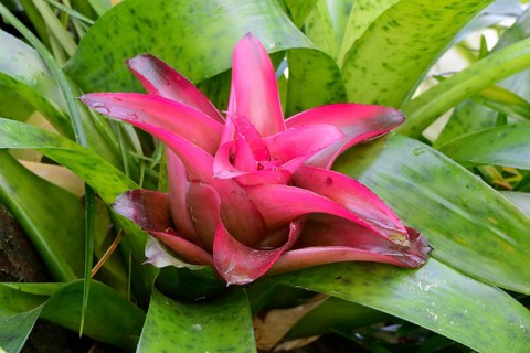 Nest bromeliad (Nidularium rutilans) Occurrence South America