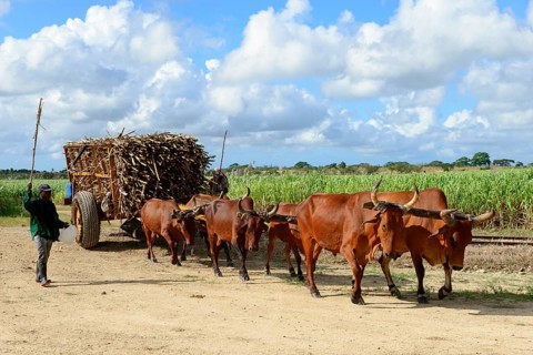 Oxcart
