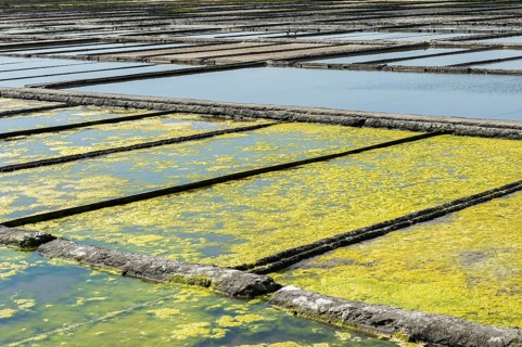Seaweed growing in the saltworks
